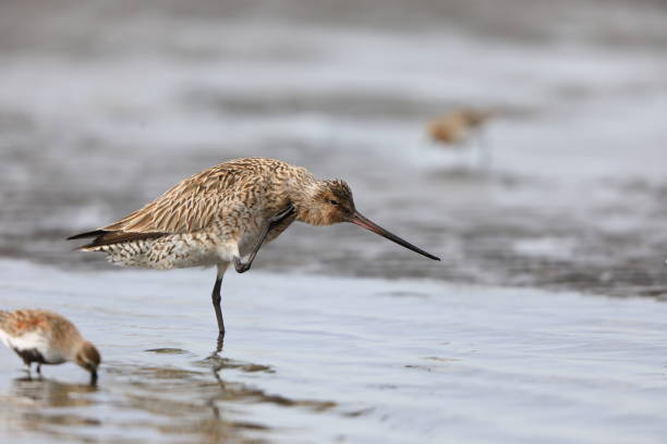istock Bar-tailed Godwit  in Japan 1500886823