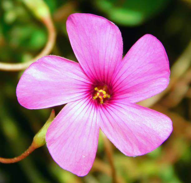 istock Oxalis articulata 1500888271