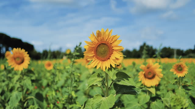 Sunflower field in summer sunny day