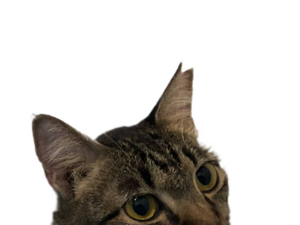 istock A domestic shorthair cat that has been eartipped to indicate that it has been vaccinated and spayed or neutered 1500888666