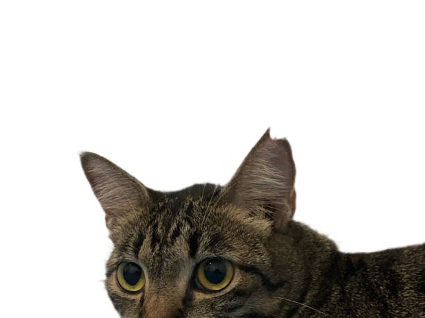 istock A domestic shorthair cat that has been eartipped to indicate that it has been vaccinated and spayed or neutered 1500888696