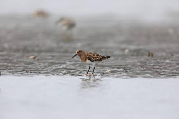 istock Sanderling sandpiper (Calidris alba) in Japan 1500888728