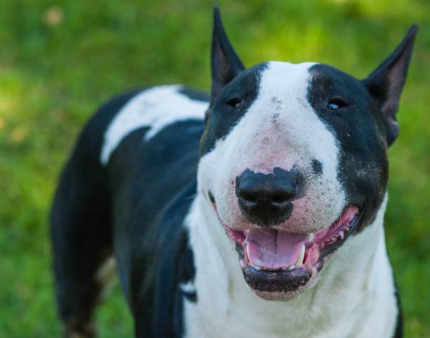 istock Black and white bull terrier in field 1500889414
