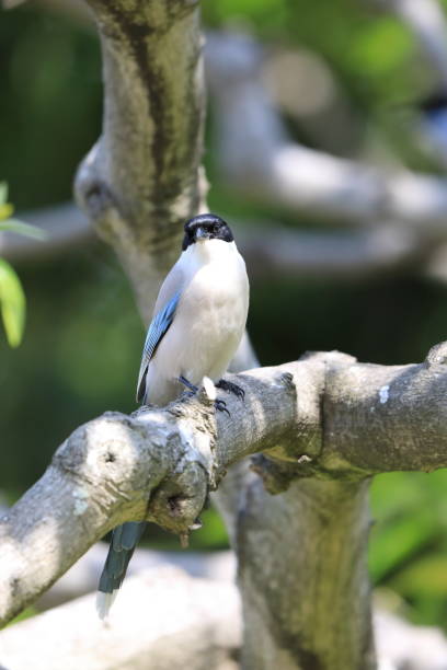 istock Azure-winged Magpie (Cyanopica cyanus) in Japan 1500890067