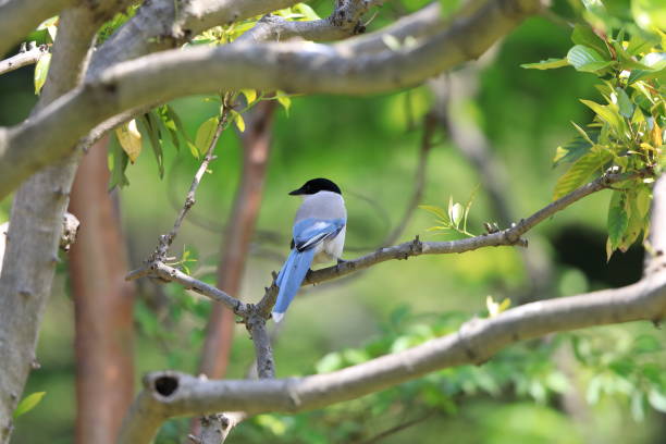 istock Azure-winged Magpie (Cyanopica cyanus) in Japan 1500890360