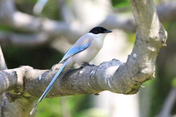 Azure-winged Magpie (Cyanopica cyanus) in Japan
