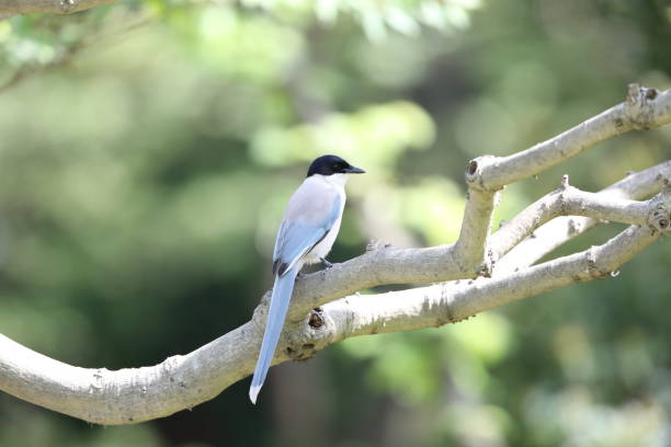 istock Azure-winged Magpie (Cyanopica cyanus) in Japan 1500891405