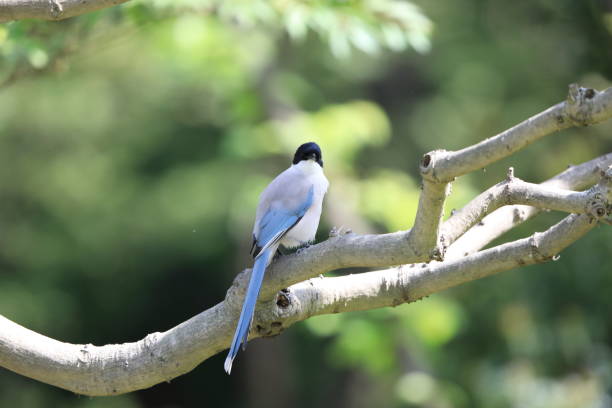 istock Azure-winged Magpie (Cyanopica cyanus) in Japan 1500891406