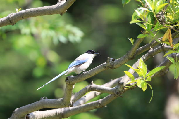 istock Azure-winged Magpie (Cyanopica cyanus) in Japan 1500891407