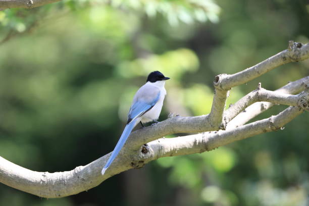 istock Azure-winged Magpie (Cyanopica cyanus) in Japan 1500891408