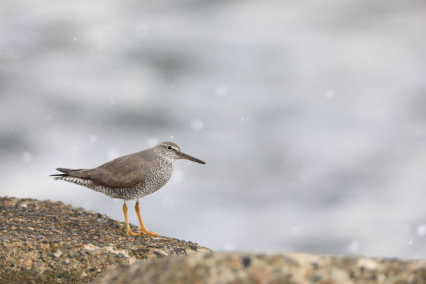 istock Wandering Tattler in Japan 1500892590