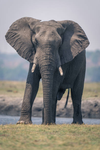 istock African elephant stands on grass beside river 1500893944