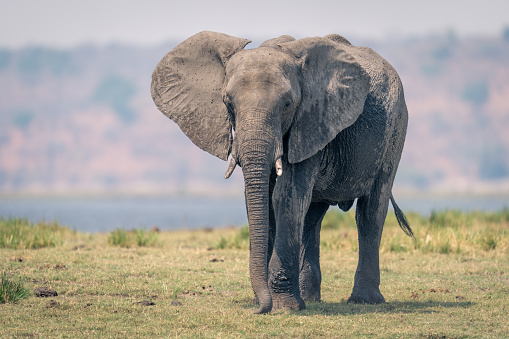 Elefante africano de pie en la llanura aluvial mirando la cámara photo