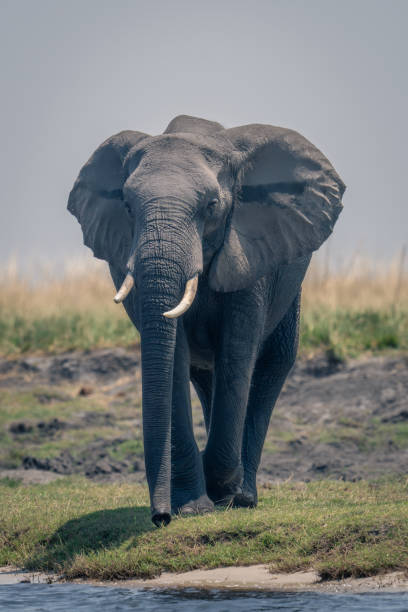 istock African elephant stands on riverbank in sunshine 1500893957