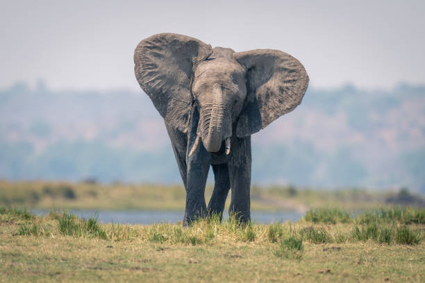 istock African elephant stands on riverbank raising trunk 1500893959