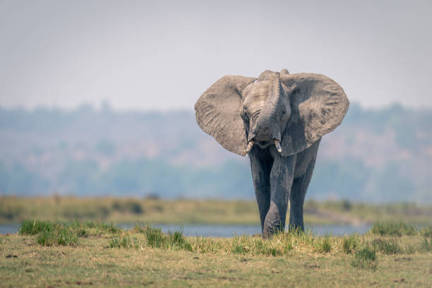 istock African elephant stands raising trunk on riverbank 1500893978
