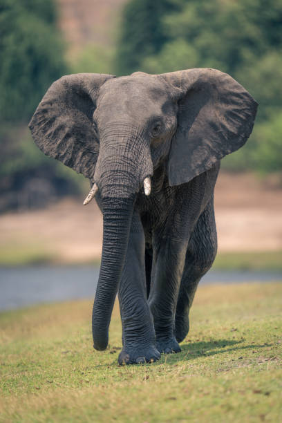 istock African elephant walks along riverbank to camera 1500894050