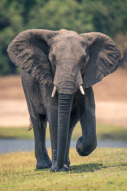 istock African elephant walks along riverbank lifting foot 1500894057