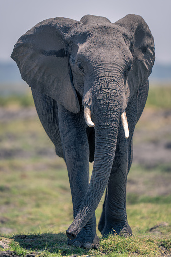 African elephant walks along riverbank toward camera