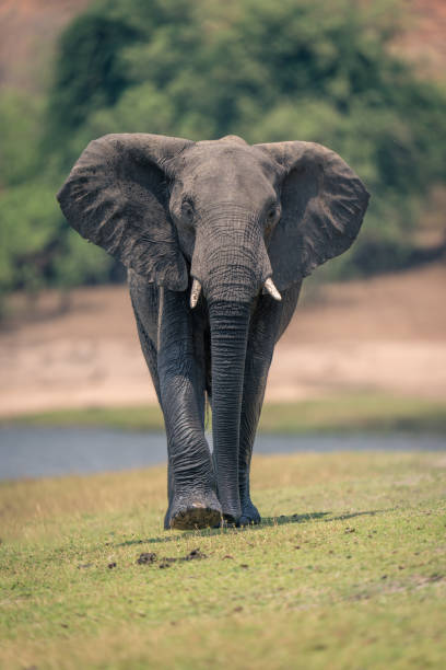 istock African elephant walks down riverbank towards camera 1500894081