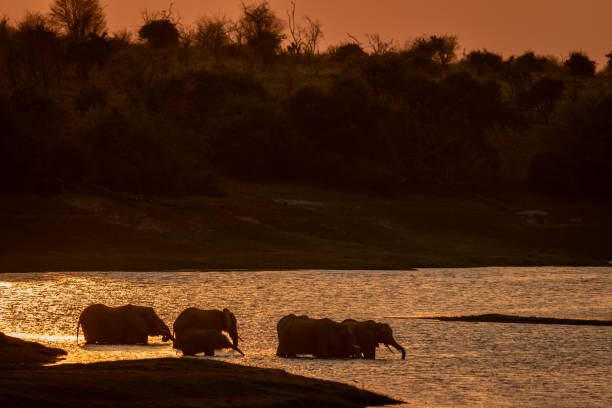 istock African elephants drink at sunset in river 1500894103