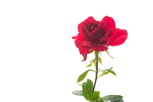 Flowers of beautiful blooming red rose isolated on white background.