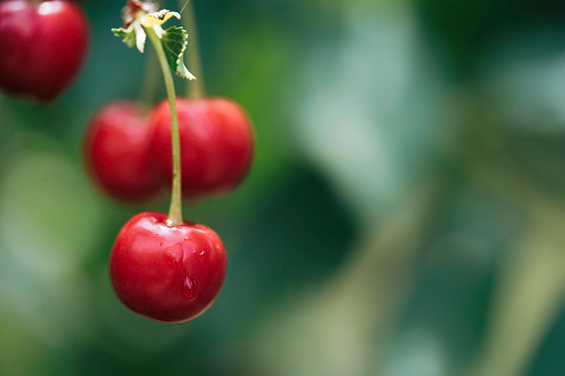 Close-up of ripe sweet cherries. Blured background.