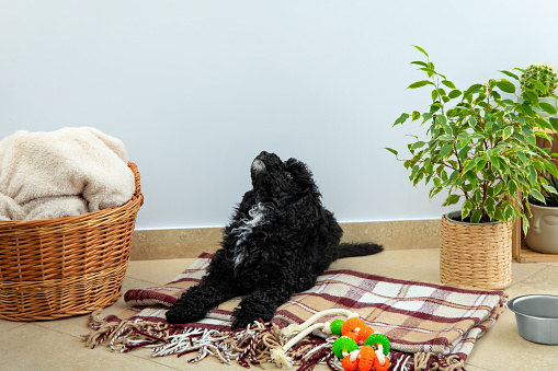 Concept of home pet, black toy poodlу