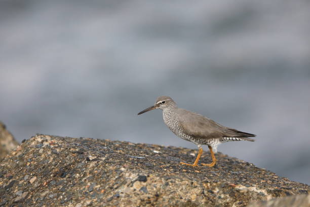 Free picture: wandering, tattler, bird, heteroscelus incanus
