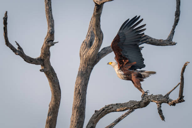 istock African fish eagle takes off from branch 1500895644
