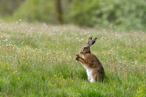 European hare (Lepus europaeus) drying his paws.
