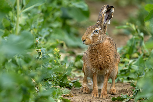 European hare (Lepus europaeus) sitting in a rapeseed field.