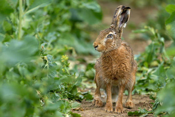 European hare (Lepus europaeus) stock photo