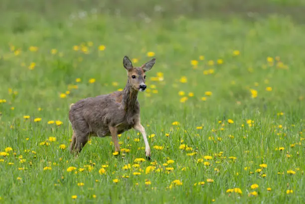 Beautiful doe (Capreolus capreolus) running in a meadow with a lot of flowering dandelions.