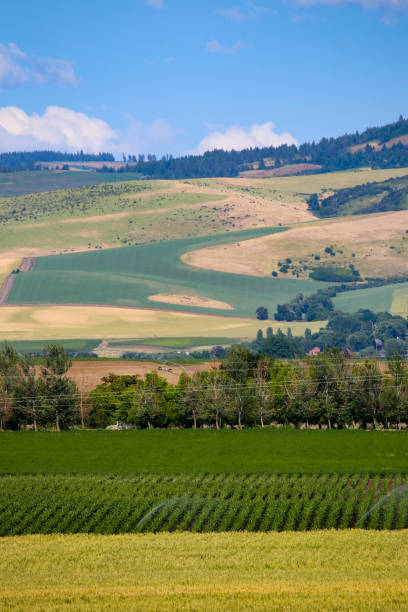 istock Agricultural land in Walla Walla, Washington 1500898431