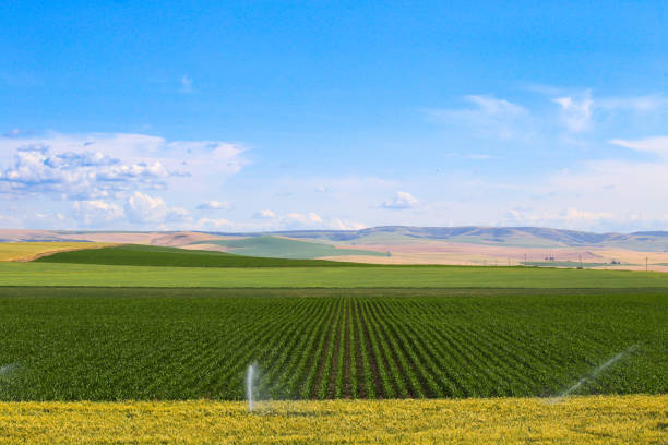 istock Agricultural land in Walla Walla, Washington 1500898513