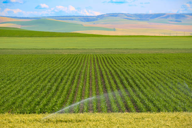 istock Agricultural land in Walla Walla, Washington 1500898535
