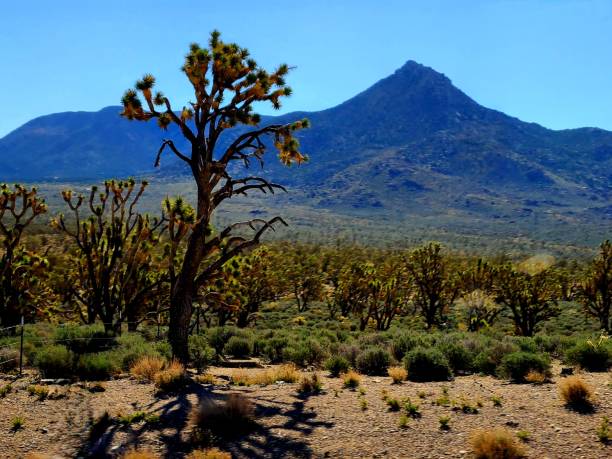istock Joshua Tree in the Arizona Desert 1500900698