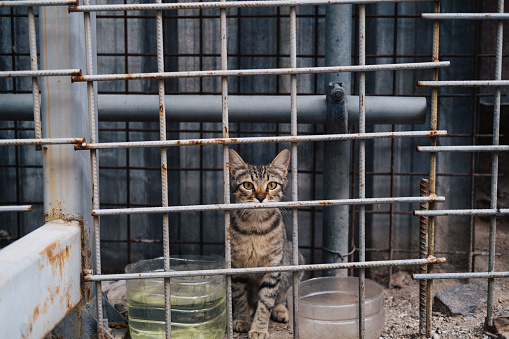Turkish street cat behind bars