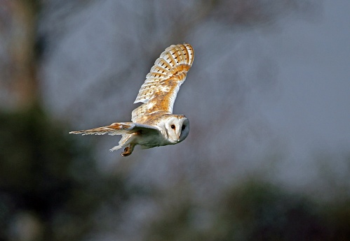 Barn Owl (Tyto alba) adult in flight\n\nEccles-on-Sea, Norfolk, UK.                 May