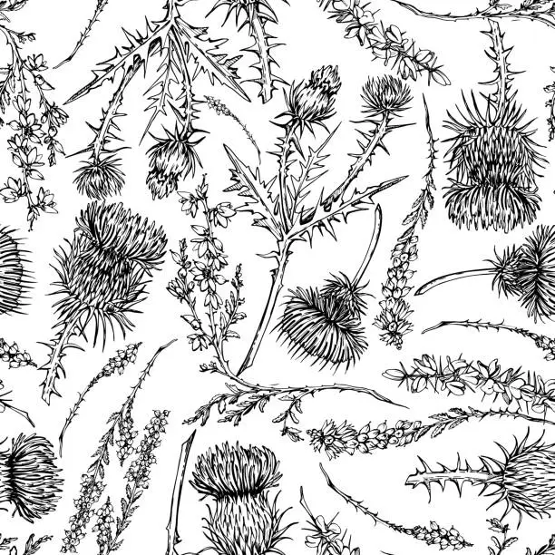 Vector illustration of Ink hand drawn graphic vector sketch. Seamless pattern, scottish symbol objects. Heather, thistle and scotch broom flower branches. nature bloom. Design for wallpaper, print, paper, textile, fabric.