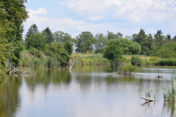 istock mirror calm swamp lake 1500904959