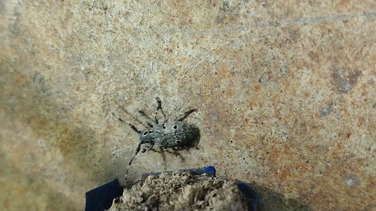 A camouflage beetle runs across the master's iron table.