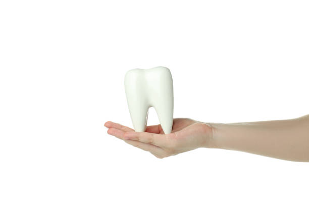 istock Tooth care concept, female hand holds tooth, isolated on white background 1500905588