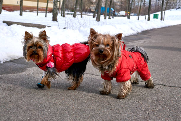 istock Two dogs Yorkshire Terriers in red overalls walking along a winter path 1500906824