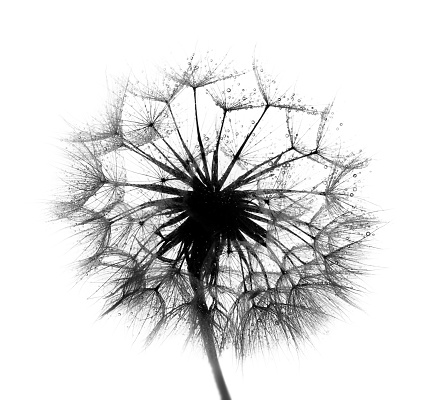 a picture of a large dandelion with water drops. high key