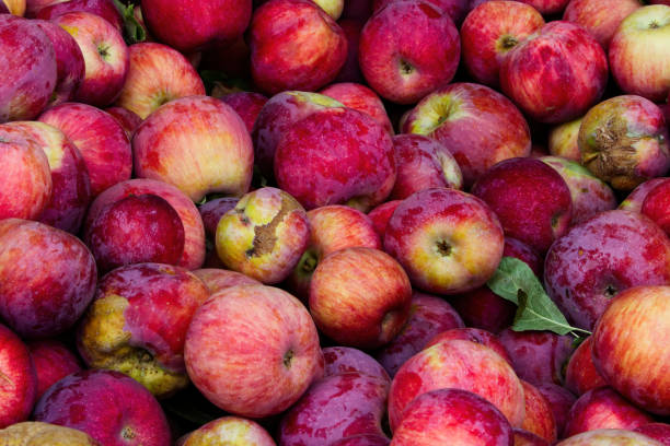istock Bunch Of Red And Yellow Apples Filling Frame 1500908934