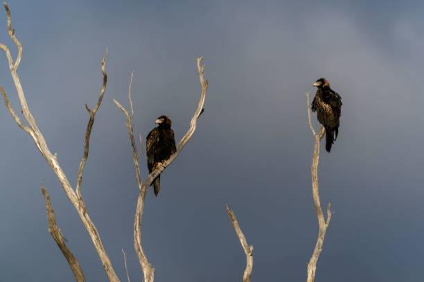 istock Closeup of Wedged-tailed Eagle perching on tree branches 1500910586