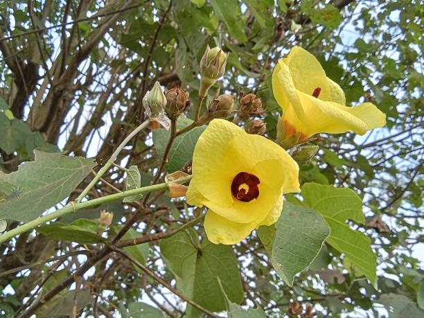 istock Hibiscus tiliaceus 1500911166