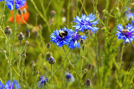 Blue wild flowers cornflowers growing on the field in summer and a bumblebee eats nectar from a flower.